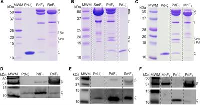 Inhibitory to non-inhibitory evolution of the ζ subunit of the F1FO-ATPase of Paracoccus denitrificans and α-proteobacteria as related to mitochondrial endosymbiosis